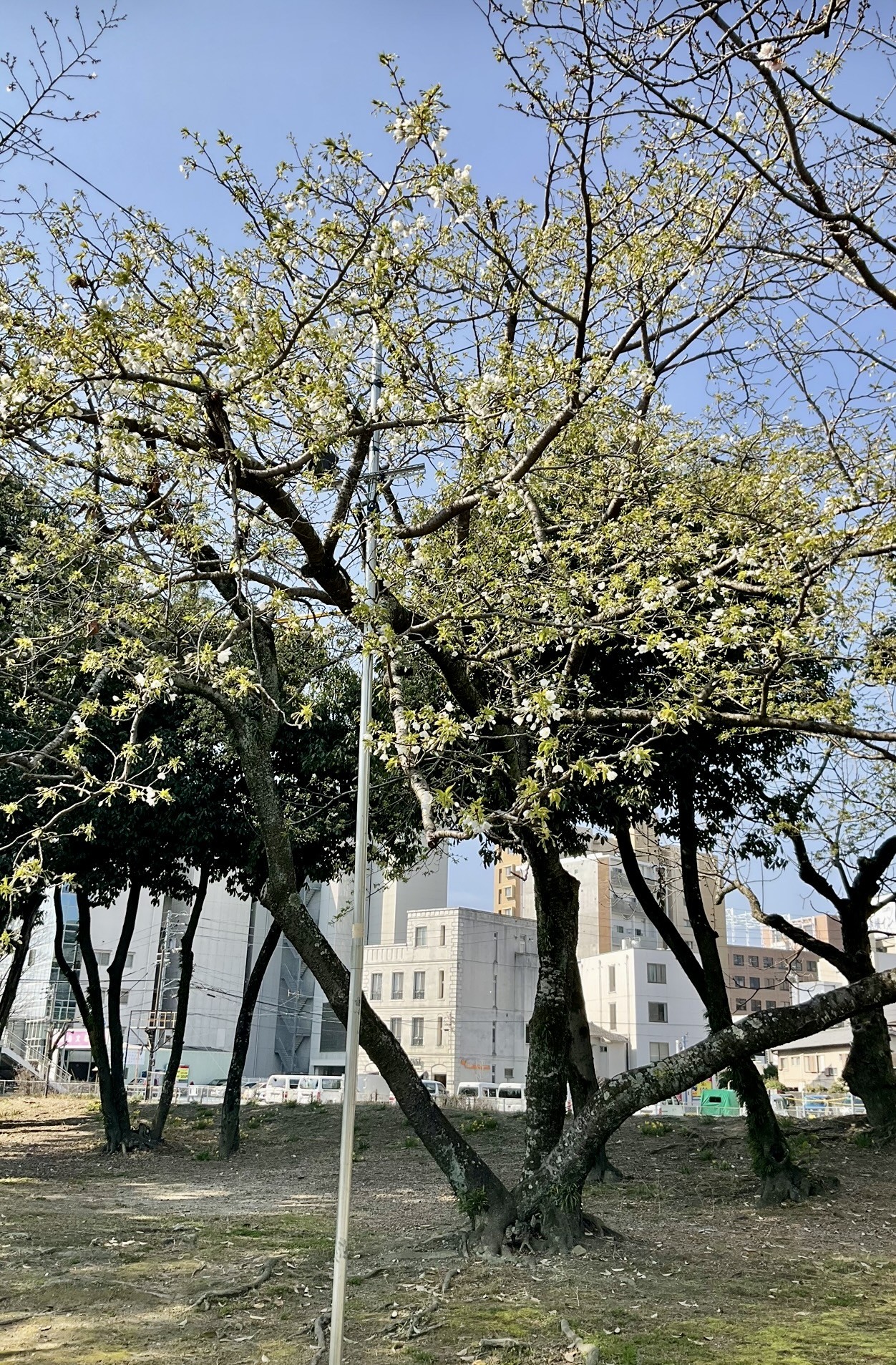徳島中央公園　売店近く